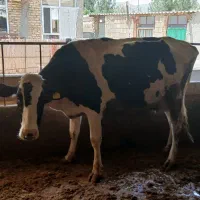 گاوه و گوساله