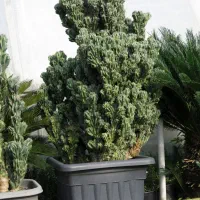 کاکتوس صخره ای
