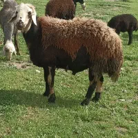 قورچ سه سال