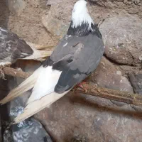 کبوتر|پرنده|زنجان, |دیوار