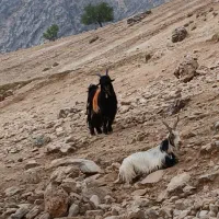 بعده گله داری