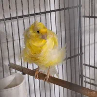 فروش انواع فنج و قناری (سمنان)