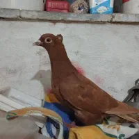 کفترکبوتر