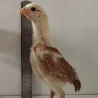 جوجه لاری یک ماهه،قلم سبز، چشم شاهدانه ای، مشکی