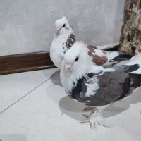 کبوتر هما از نسل سرور