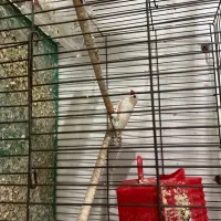 فنچ نر با قفس