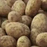 سیب زمینی بذری