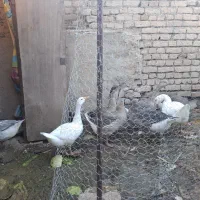 قوغازاکراینی