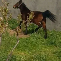 اسب|اسب و تجهیزات اسبسواری|مشگین شهر, |دیوار
