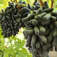 نهال گلدانی موندراپ