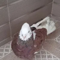 کفتر