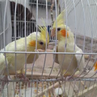 عروس هلندی