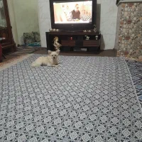 یک عددپامر