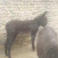 کره الاغ ماده نه ماهه