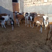 ۱۲عدد گوساله نر