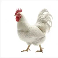 مسئول خرید مرغ گرم و طیور