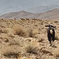چهار عدد بره ماده تازه از شیر گرفته شده  فروشی