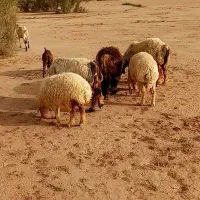 میش بختیاری جوان ۲ عدد