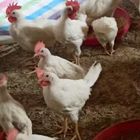 مرغ های تخم گذار سه ماهه سرحال