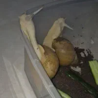 حلزون ۴ ماهه