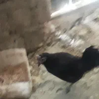 مرغ