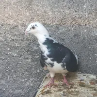 معاوضه باصید منطقه