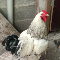 خروس برهما