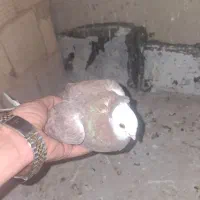 کفتر