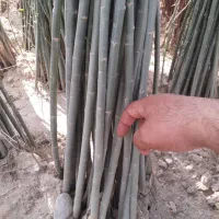 مرغوب ترین نهال‌های پیوندی