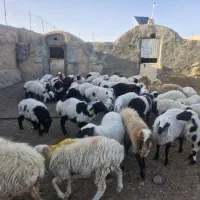 بره نر فروشی