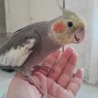 عروس هلندی