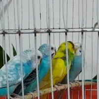 معاوضه دارم با قناری