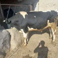 گوساله|حیوانات مزرعه|بجنورد, |دیوار