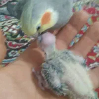 عروس هلندی سخنگو و مولد
