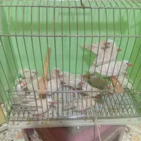 فنج کراواتی شارکول فول اورنج نرگسی