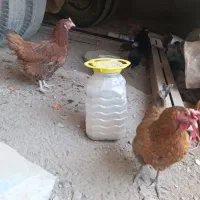 مرغ تخمگذار