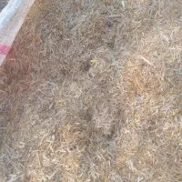کاه گندم و جو دیم
