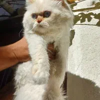 گربه|گربه|شاهرود, |دیوار