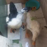 اردک جوان زیبا و سالم ۵ماهه فروش فوری قیمت پایین