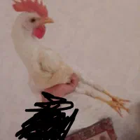 خروس ناز و اهلی