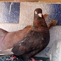 جفت تافته ایی و کله سیاه