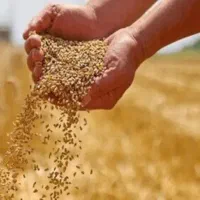 گندوم به قیمت بالا (خرید و فروش )