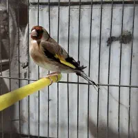 سره نر بخون 2ساله رام رام عین قناری رام