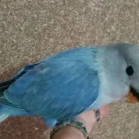 طوطی برزیلی سه ماهه