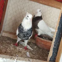کبوتر طوقی دوبر