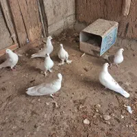 کبوتر