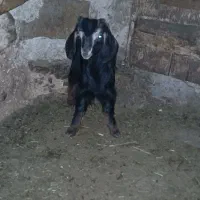 بز و بز غاله