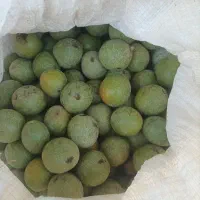 گردوسبز