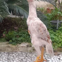 فروش جوجه های  لاری ، اوشامو ، فونیکس با کیفیت