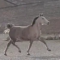 مادیون بی نظیر
